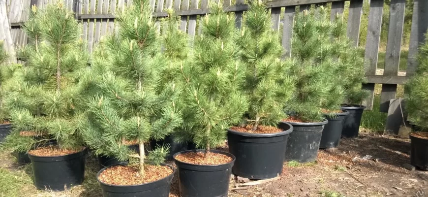 Выращивание сосны