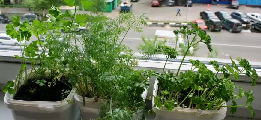 Зелень на окне