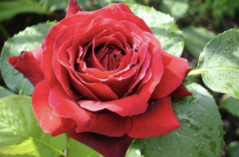 Розы Гладиатор - сорт роз